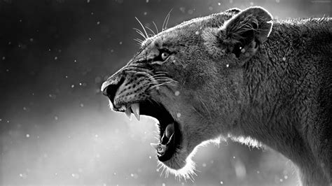 #1250042 Full HD Roaring Lion - Mocah HD Wallpapers