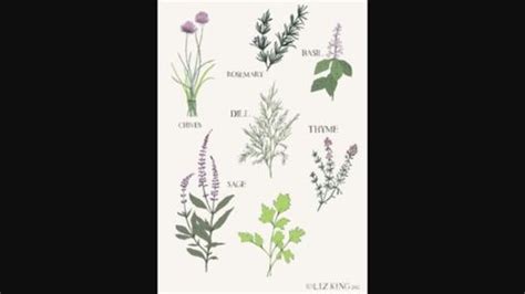 Medicine Cat Herb Guide! | Wiki | The Four Amino