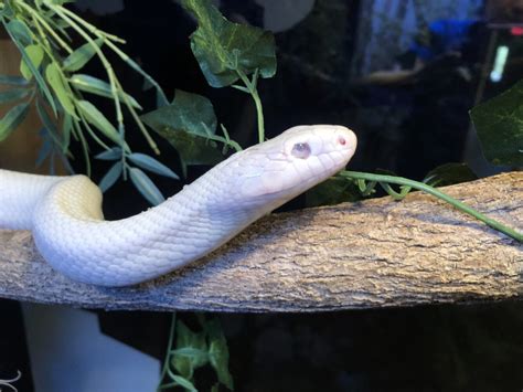 Black Rat Snake - WNC Nature Center