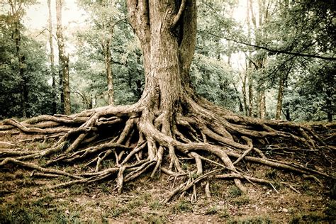 Woodland Tree Roots Photography Fine Art Print Tree Roots