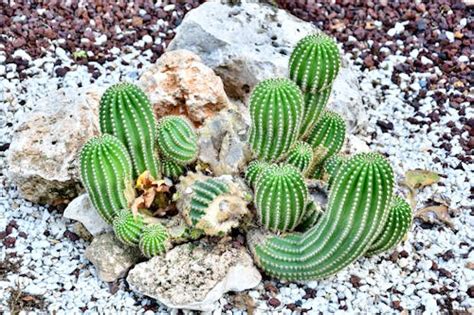 Green Cactus Plant in White Background · Free Stock Photo