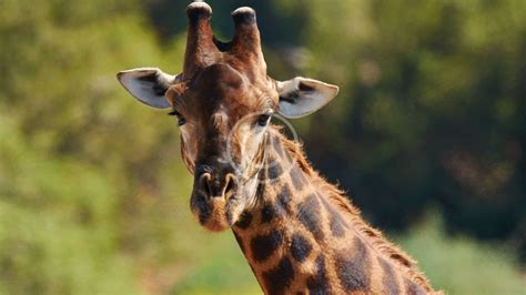 Donate to Giraffe Conservation | Living Treasures Animal Park