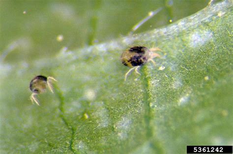 twospotted spider mite (Tetranychus urticae)