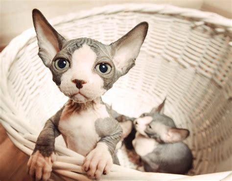 Sphynx / Hairless Cat: The Essential Guide | Pets4You