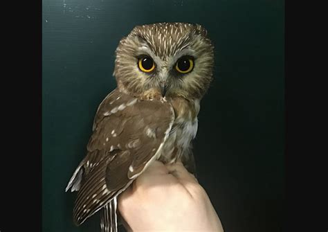 See owls on their migration journeys at this Michigan birding hotspot - mlive.com