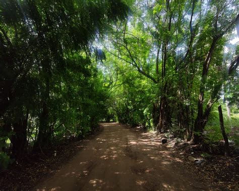 TÚNEL VERDE (Porto de Pedras) - All You Need to Know BEFORE You Go