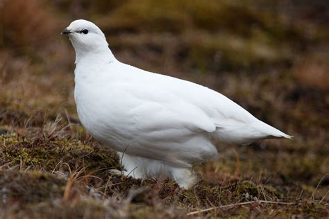 Arctic ptarmigan © Rob Watkins 2011 | A wild Arctic ptarmiga… | Flickr