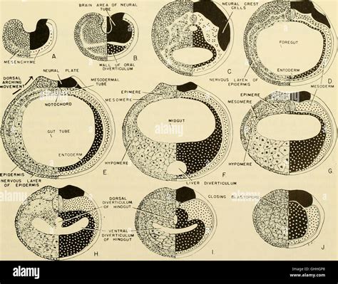 Comparative embryology hi-res stock photography and images - Alamy