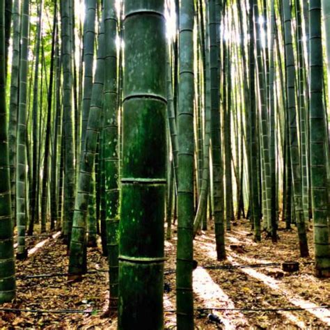 20Pcs Bamboo Seeds – Passion For Plantation