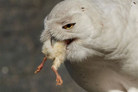 What Do Snowy Owls Eat? (The Truth About Snowy Owls)