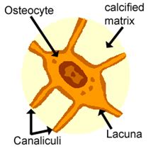 Lacuna Definition and Examples - Biology Online Dictionary