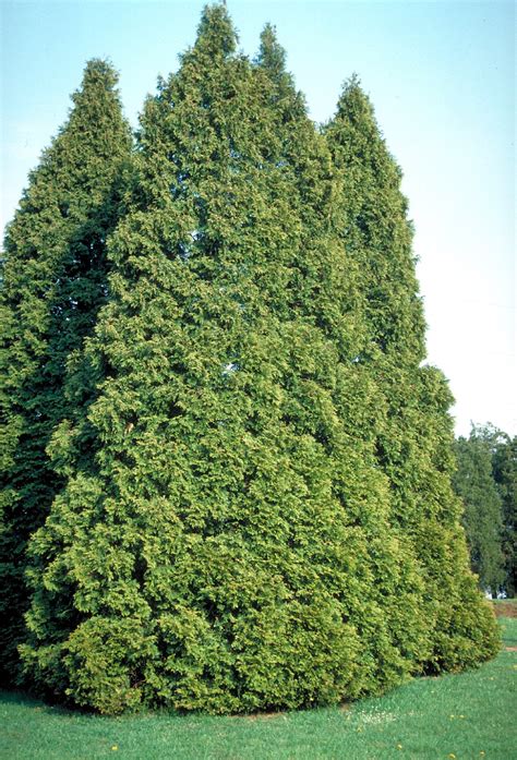 Thuja occidentalis | American Arborvitae, White cedar - Van den Berk ...