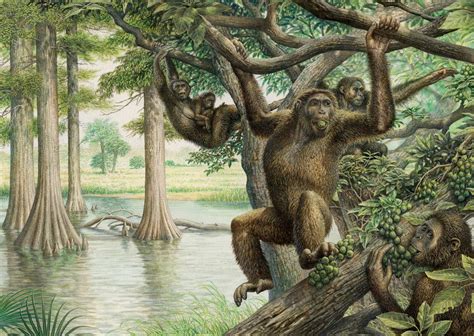 Miocene Hominid Fossil Sheds New Light on Evolution of Human Bipedalism | Paleoanthropology ...