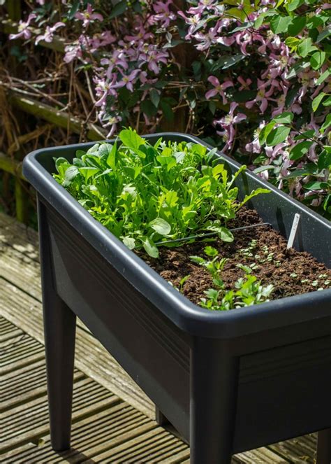 Container gardening: ten easy vegetables to grow in pots, and how to do it - Growing Family