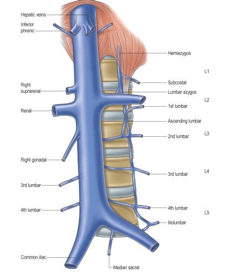 ivc - Google Search | Renal, Arteries anatomy, Arteries