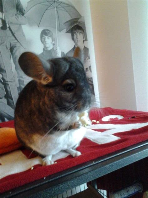 Just Adora, enjoying some popcorn while watching Doctor Who. : r/chinchilla