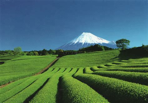 Japanese Tea Plantations 日本の茶畑 | Japan vacation, Japan travel, Japan ...