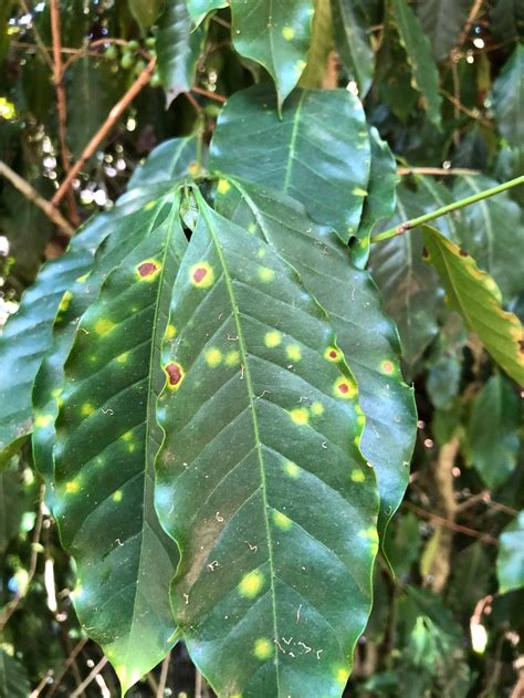 Coffee Leaf Rust Discovered on All Major Islands of HawaiiDaily Coffee News by Roast Magazine