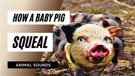 How A Baby Pig Squeal - how a baby pig squealing / sound effect / animation - YouTube