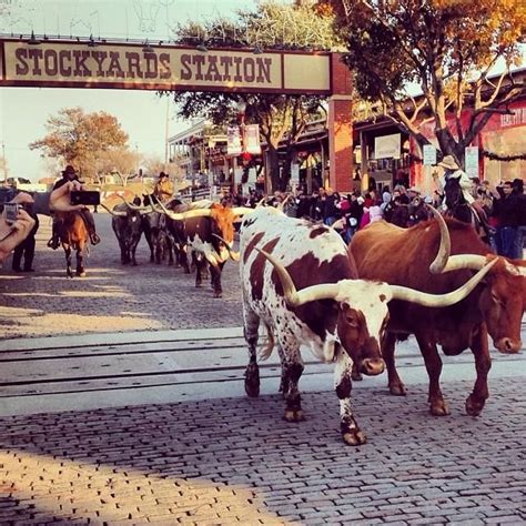 Cattle Drive Fort Worth Stockyards - Livestock Cattle