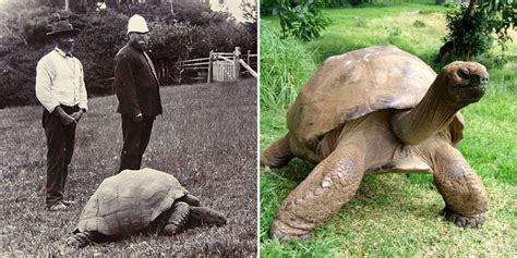 Jonathan The Tortoise Photographed In 1902 And Today | Bored Panda