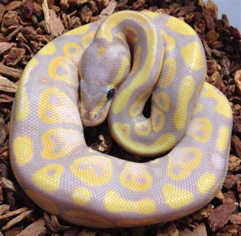 Baby Male Banana Ball Pythons for sale