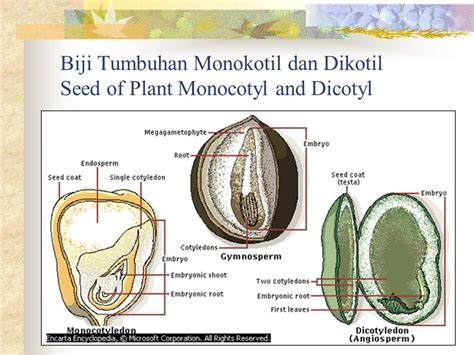 STRUKTUR & FUNGSI BUAH DAN BIJI STRUCTURE & FUNCTION OF FRUIT AND SEED - ppt download