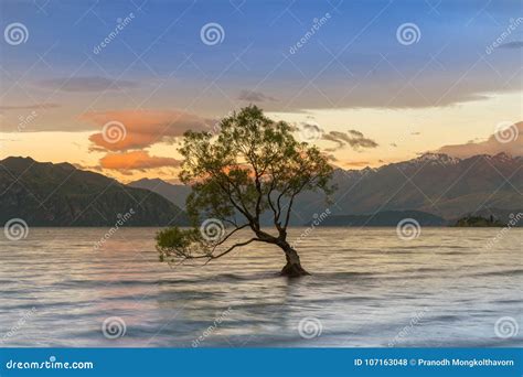 Wanaka Tree Over Wanaka Lake during Sunrise, New Zealand South Island ...