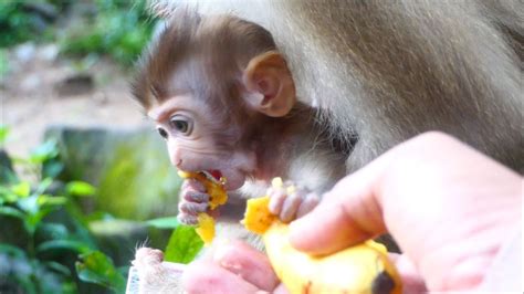 Rainbow is smart baby eats and keeps more banana so adorable baby eats so yummy Libby milk too ...