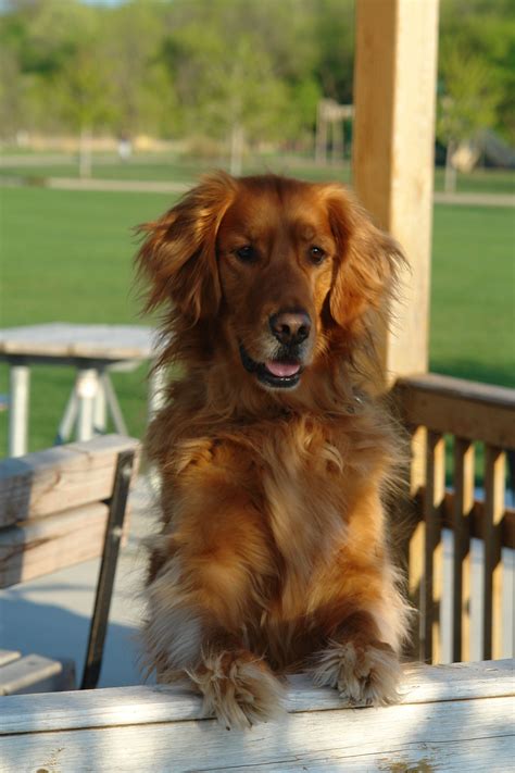 Golden Retriever Boykin Spaniel Mix