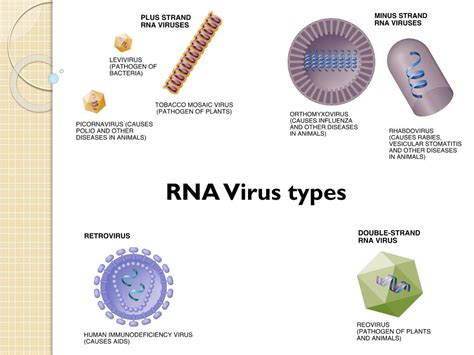 PPT - Quasispecies Theory and the Behavior of RNA Viruses PowerPoint ...