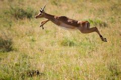 Thomson Gazelle Running In Serengeti Stock Image - Image: 8388501