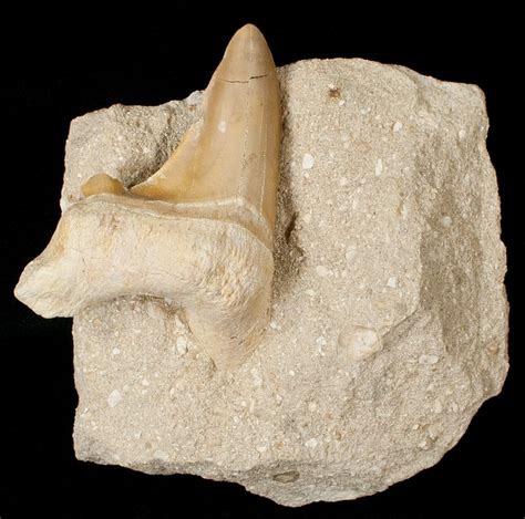 2.7" Otodus Shark Tooth Fossil In Matrix (#18177) For Sale - FossilEra.com