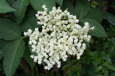 Free Images : blossom, white, bloom, bush, produce, botany, flora, elder, viburnum, lilac ...