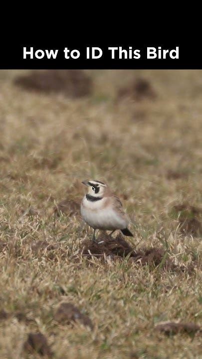 Horned Lark identification example - YouTube