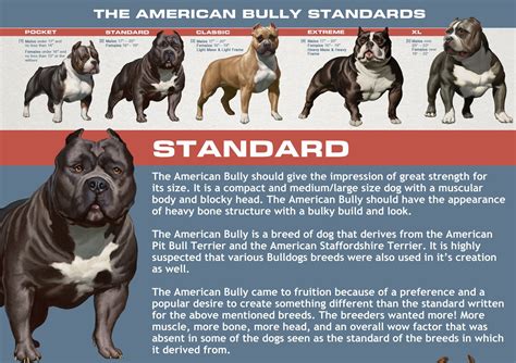 American Bully Growth Chart | 09rosaline