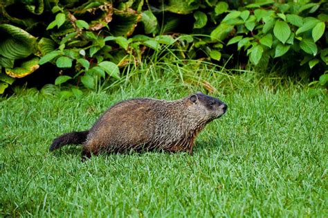 How to Get Rid of Groundhogs: 10 Methods