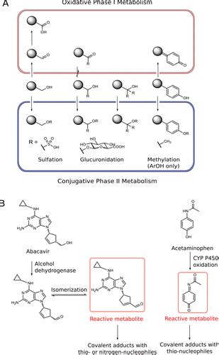 Hydroxyl Group Examples