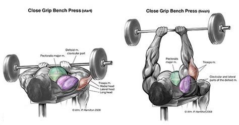 Which Are The Best Exercises for Each Muscle Group?