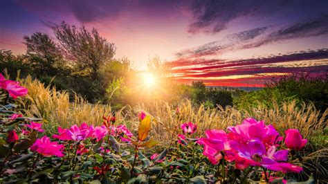 206,368 Best Sunrise Flowers Images, Stock Photos & Vectors