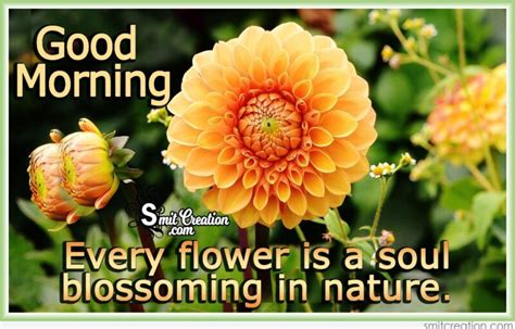 Good Morning Quotes With Flower Pictures | Best Flower Site