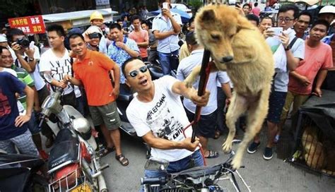 The Upsetting Truth Surrounding The Dog Meat Festival - The Dodo