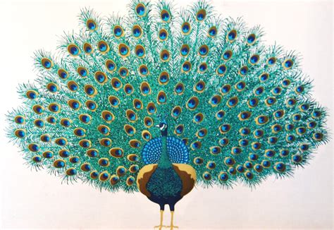 Peacock Images Art - Cliparts.co