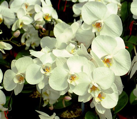 Growing Orchids in Texas | Archives | Aggie Horticulture