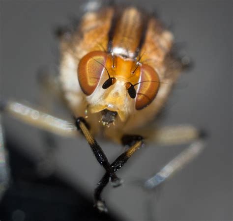 Cleaning up - dipteran style — Life in a Southern Forest