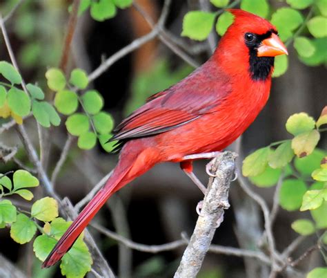 Top 10 Most Beautiful Birds in the World 2014