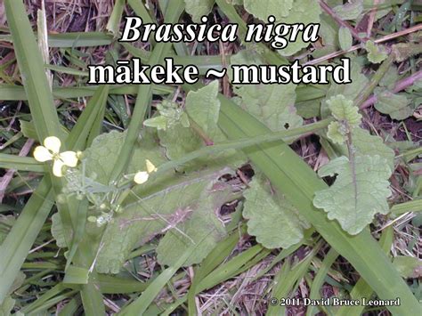 Brassica nigra | Earth Medicine Institute