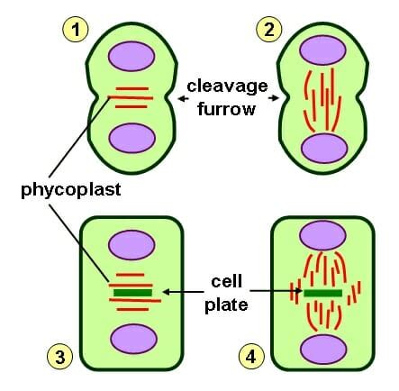 Cleavage Furrow - Definition and Function | Biology Dictionary