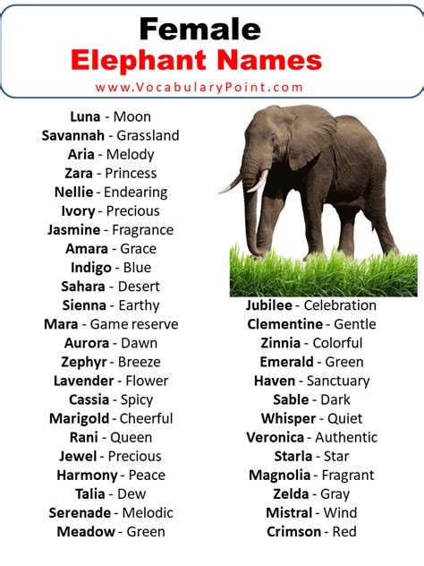 450+ Best Elephant Names ( Cute,Funny,Male & Female) - Vocabulary Point