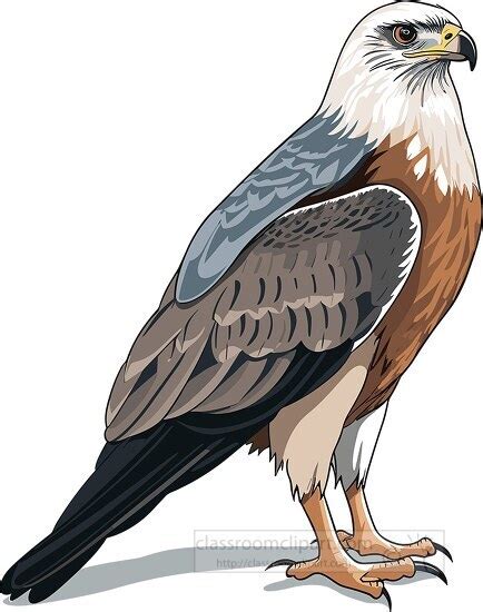 Bird Clipart-hawk large bird of prey